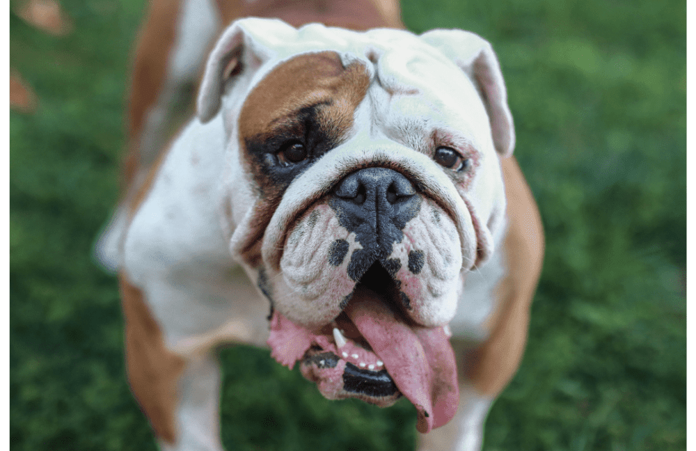 Bulldog Cómo Afectan las Altas Temperaturas a los Perros