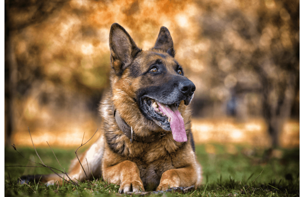 Pastor aleman Cómo Afectan las Altas Temperaturas a los Perros