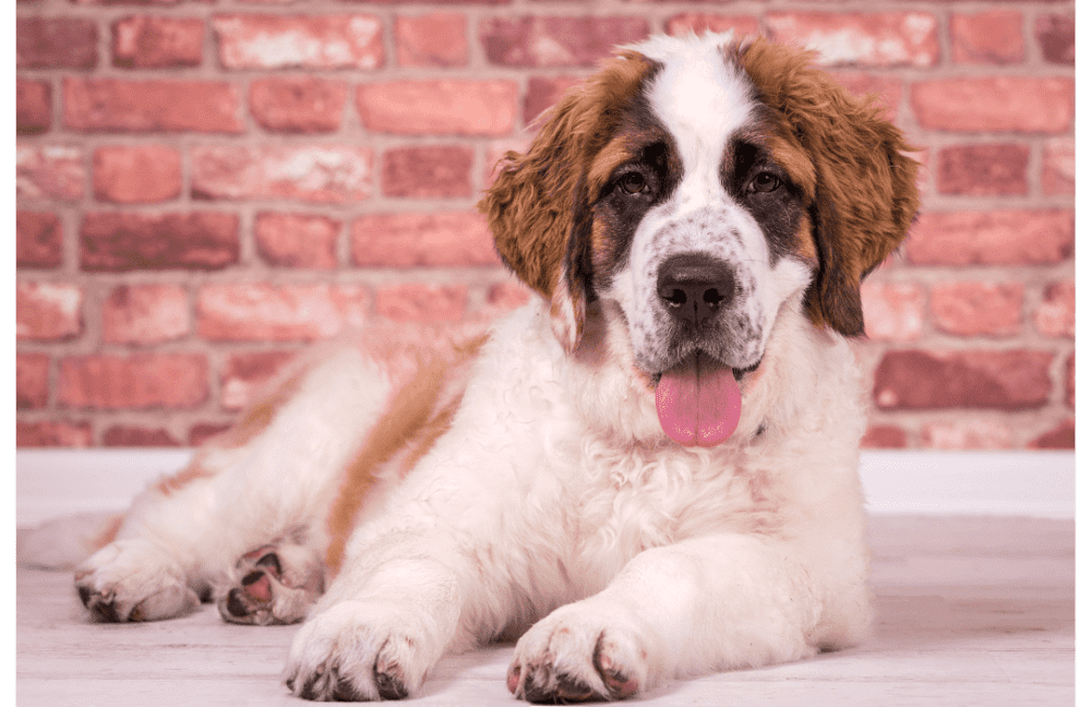 San bernardo Cómo Afectan las Altas Temperaturas a los Perros