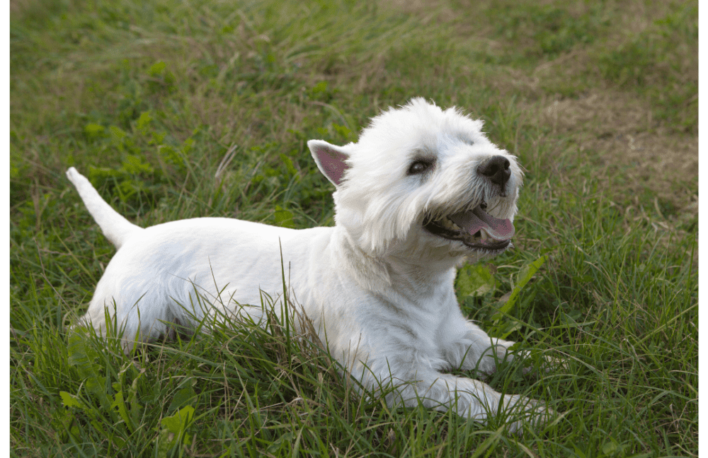 Westie Cómo Afectan las Altas Temperaturas a los Perros