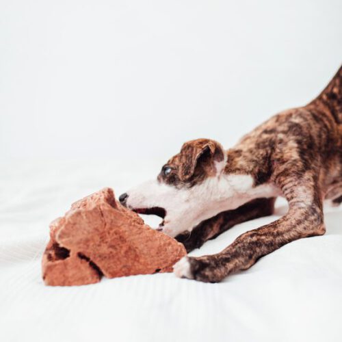 Mordedores Juguetes para Perros 50 - BIMORDISCOS
