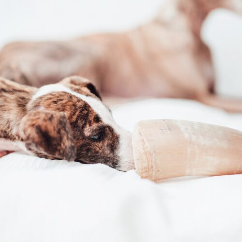 Mordedores Juguetes para Perros 53 - BIMORDISCOS