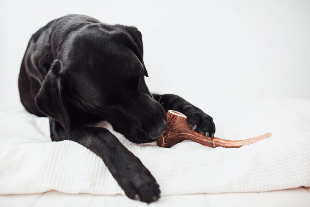 PACK de 2 Asta de Ciervo para Perros