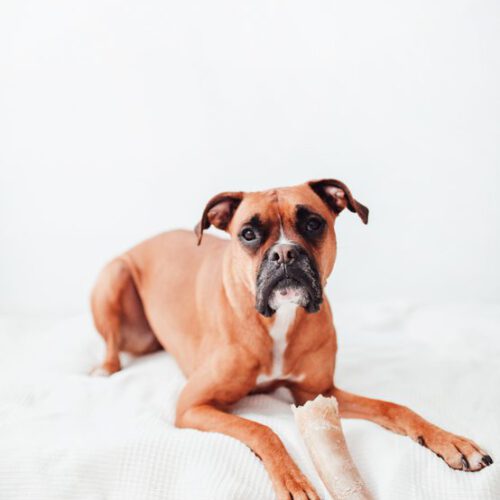 Mordedores Juguetes para Perros 62 - BIMORDISCOS