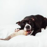 Mordedores Juguetes para Perros 7 - BIMORDISCOS