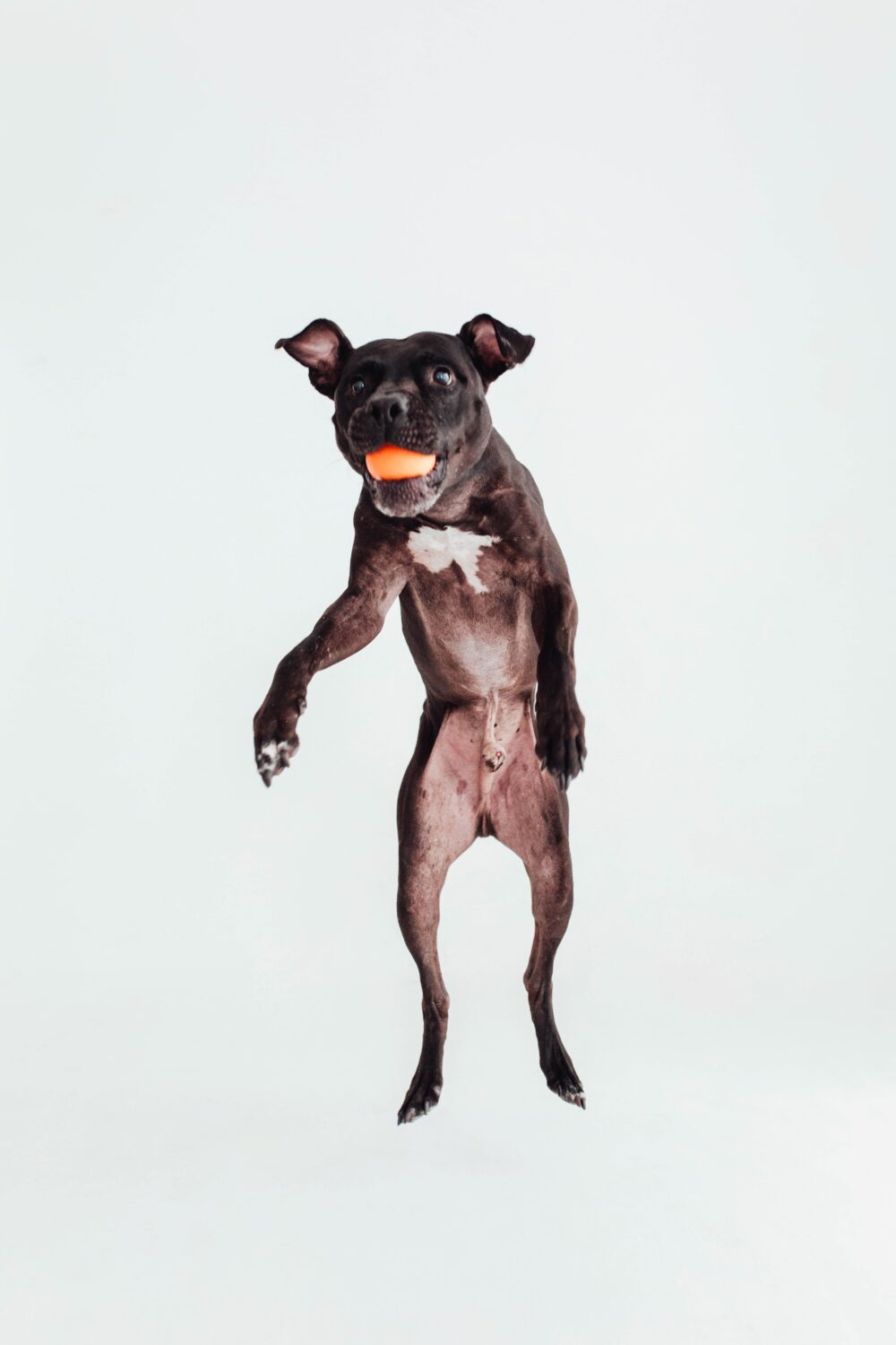 HOP BALL · Pelota para Perros - Imagen 2