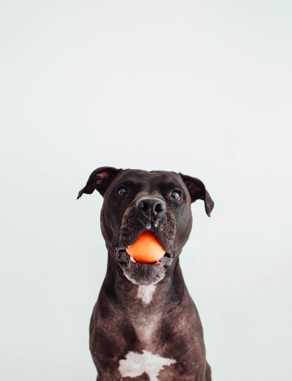 HOP BALL · Pelota para Perros