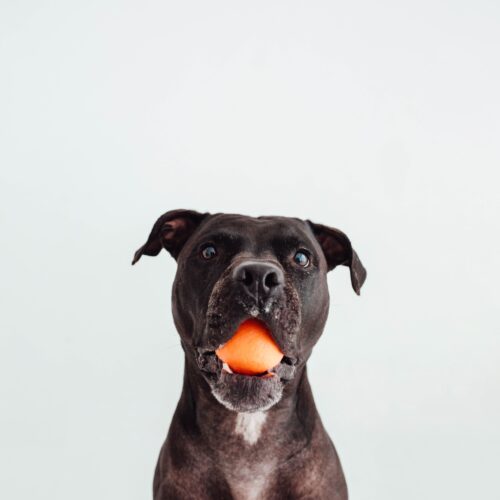 HOP BALL · Pelota para Perros