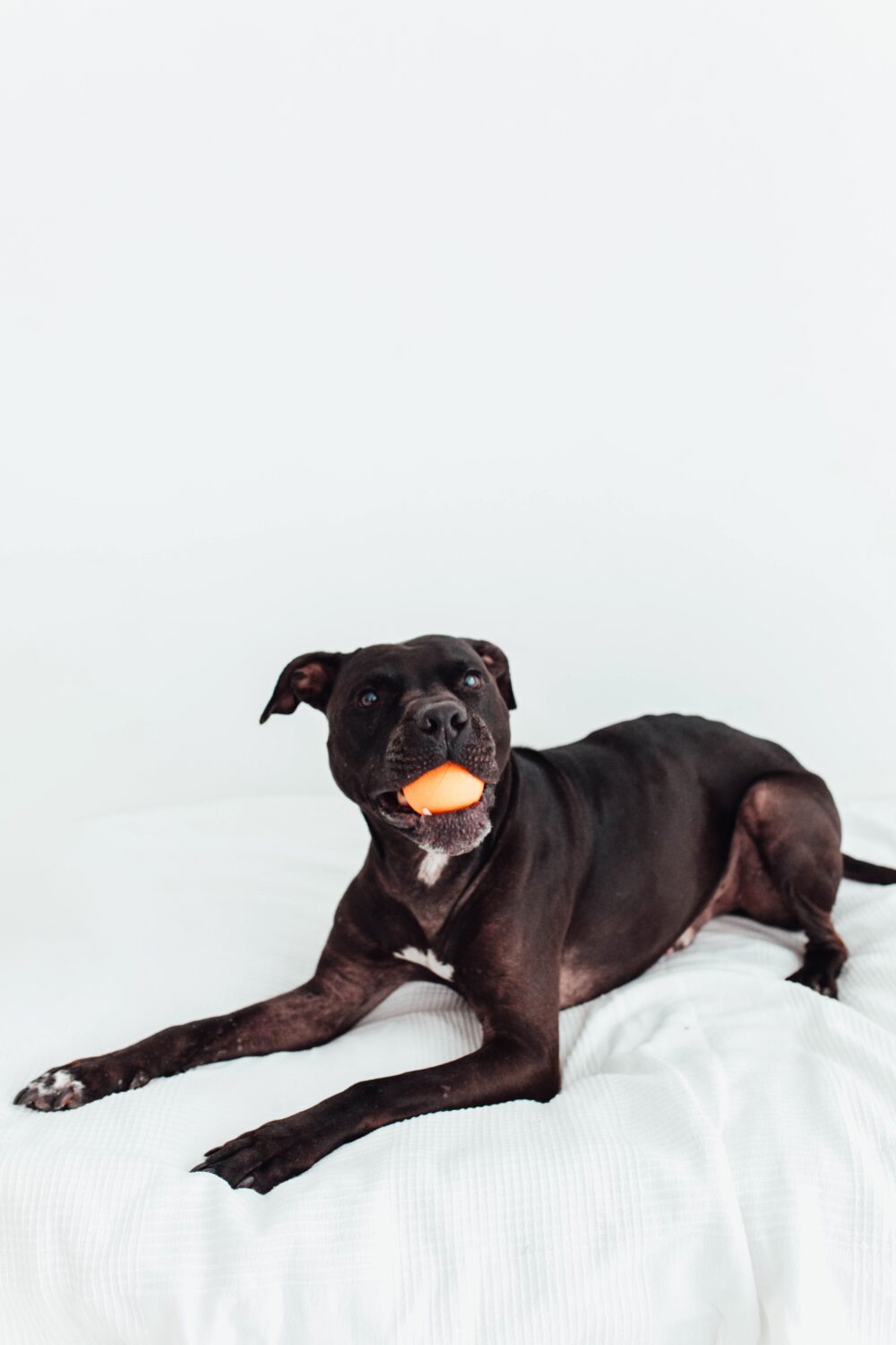 HOP BALL · Pelota para Perros - Imagen 3